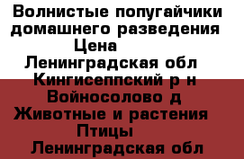 Волнистые попугайчики домашнего разведения › Цена ­ 900 - Ленинградская обл., Кингисеппский р-н, Войносолово д. Животные и растения » Птицы   . Ленинградская обл.